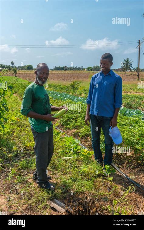 Farming In Ghana Irrgated Fields Of Farmer Gideon Agbodzi L Showing Ebener Korateng Of GIZ