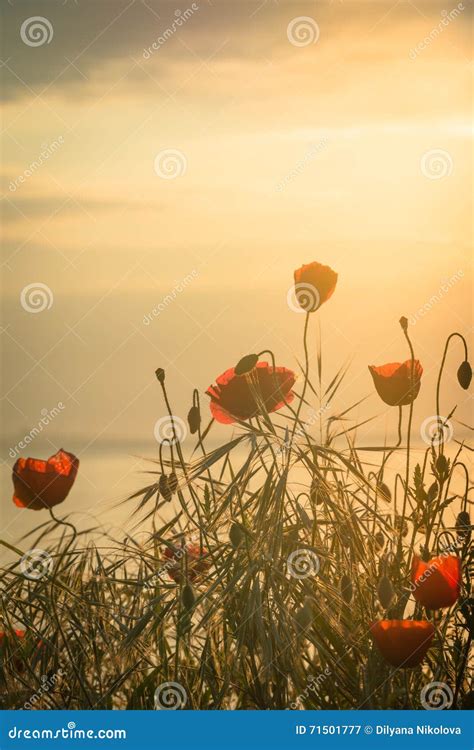 Poppies On The Sea Shore At Sunrise Vintage Style Stock Image Image