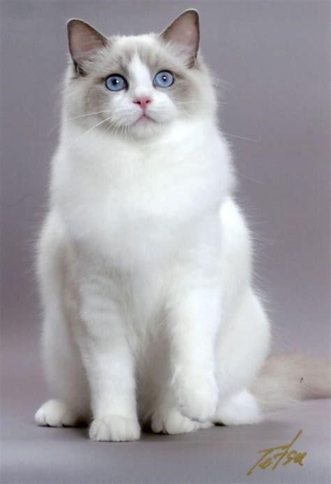 White Himalaya Ragdoll Kitty Look At That Beautiful Face Gorgeous