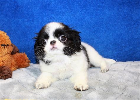 Japanese Chin Puppies For Sale Long Island Puppies