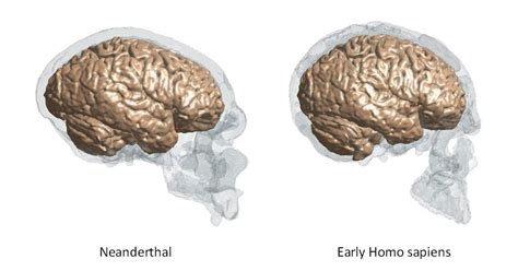 Keio University Research Anatomy Of The Neanderthal Brain