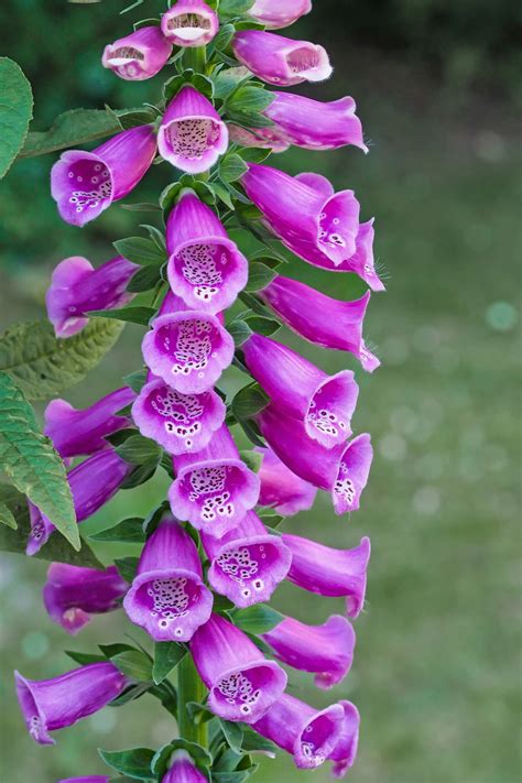 Stately Purple Spires With Tall Flower Spikes Clothed In Individual Bell Shaped Flowers Each