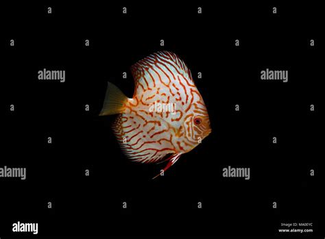 Discus Fish Isolated On Black Background Stock Photo Alamy