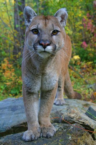 North American Cougar Subspecies Puma Concolor Couguar ·
