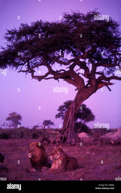 Africa Botswana Chobe National Park Mating Pair Of Lion And Lioness Panthera Leo Rest Under Tree