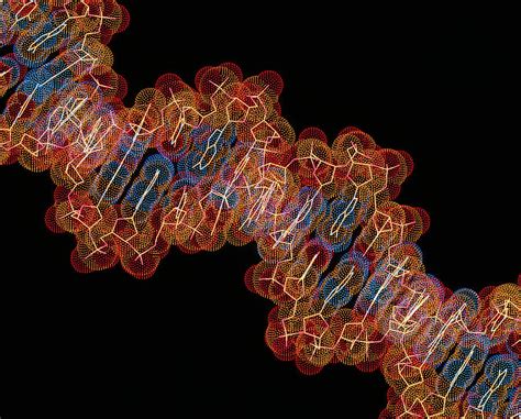 Computer Artwork Of A Segment Of Beta Dna Photograph By Alfred Pasieka