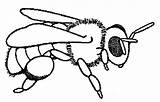 Bee Coloring Honey Queen Drawing Beehive Printable Sheet Getdrawings Getcolorings Pag sketch template