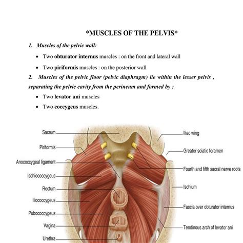 Anatomy Muscular Area Of Pelvis