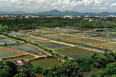 Shrimp Farm Stock Photos Pictures And Royalty Free Images Istock
