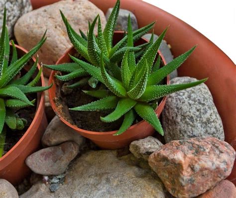 10 Best Low Light Succulents For Growing Indoors