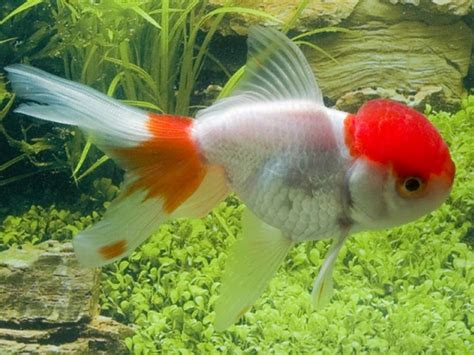 Red White Lionhead Fantail Goldfish Fantail Goldfish Goldfish Red