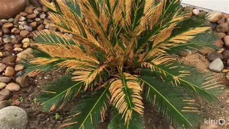 Keyword For Why Are My Sago Palm Leaves Turning Yellow
