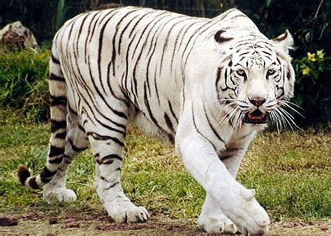 Pin De Pam M En Animals In The Wild Tigres De Bengala Blanco
