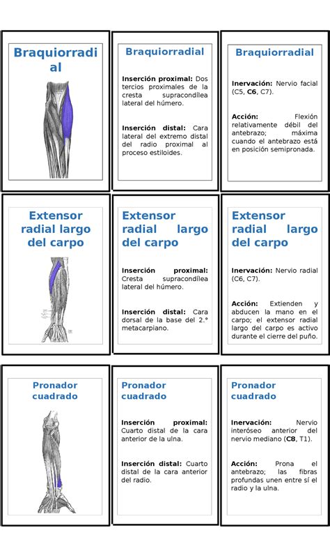 Miembro Superior Flashcards Apuntes De Anatomía Docsity