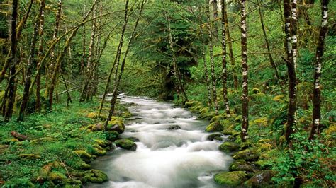 Mckenzie River Willamette National Forest Oregona Desktop 2560x1600 Hd