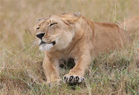 Fonds Decran Fauve Lions Lionne Herbe Animaux Télécharger Photo