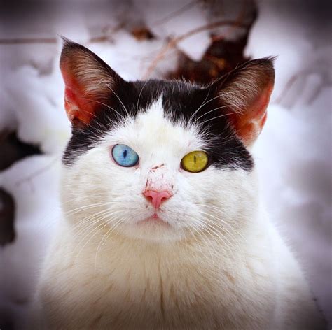Heterochromia In Animals Pets With Different Colored Eyes