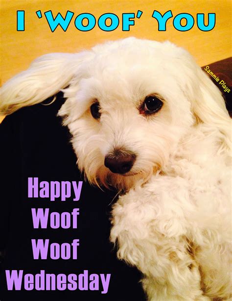Happy Woof Woof Wednesday Sammie Woofs You And Wishes You A