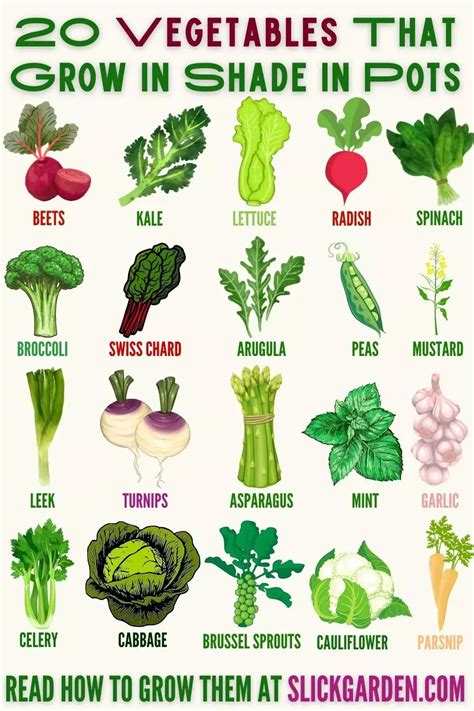 20 Vegetables That Grow In Shade In Pots Slick Garden Vegetable