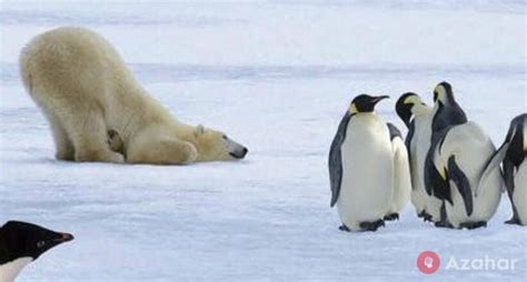 Why Do Polar Bears Dont Eat Penguins Abiewbr