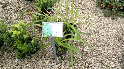 Check spelling or type a new query. Perennials, Shrubs, and Other Garden Ideas - YouTube