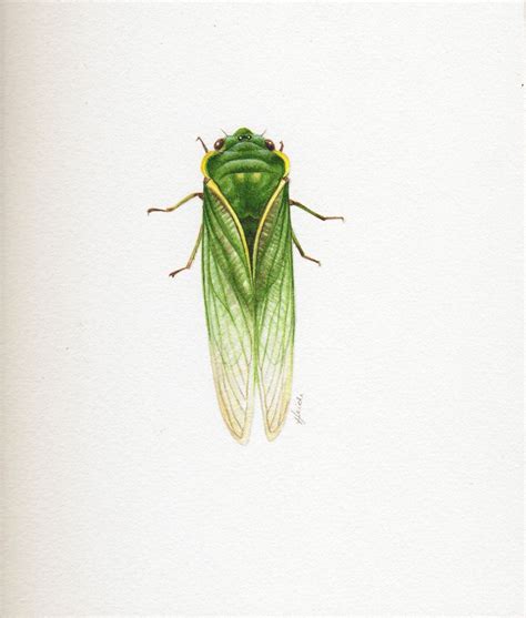 Cicada Heidi Willis Botanical And Wildlife Artist Cicada