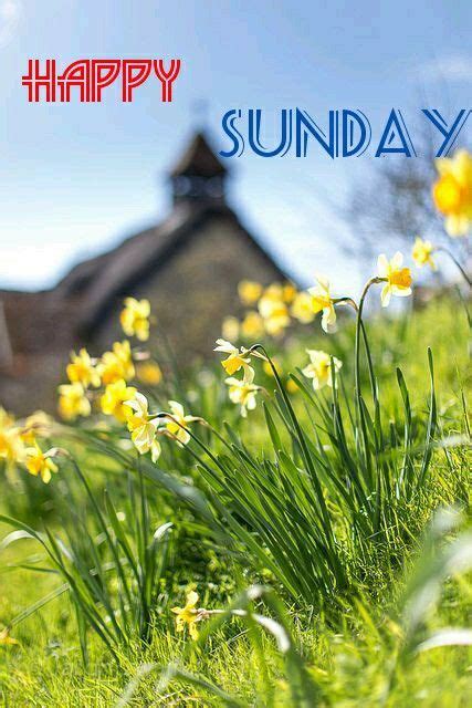 Happy Sundayapril 24 2016 Daffodils Spring Scenery Summer Flowers