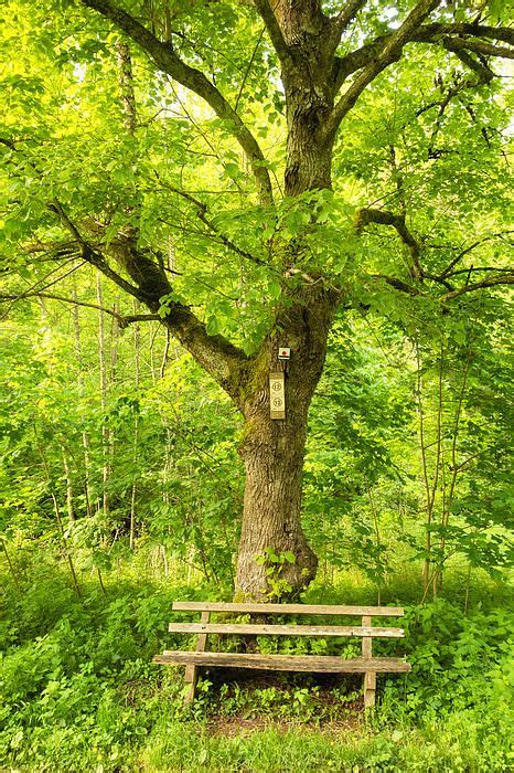 Bench And Tree In Spring Wonderful Green Colors By Matthias Hauser