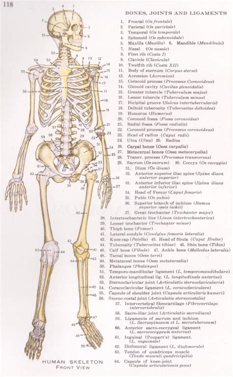 detailed human skeleton diagram goji actives diet