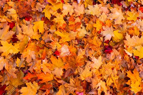 Leaf collection schedule announced | WHIZ News