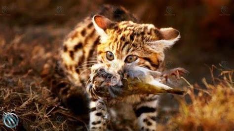 🐈‍⬛ African Black Footed Cat ─ World S Deadliest Cutest And Smallest Cat 🐈‍⬛ Youtube