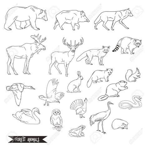 Forest Animals Silhouettes Vintage Illustration In Line Art