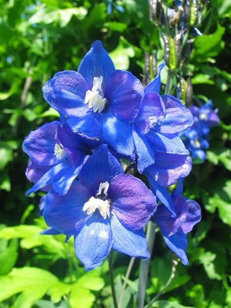 Delphinium Care Guide How To Grow Larkspur Diy Garden