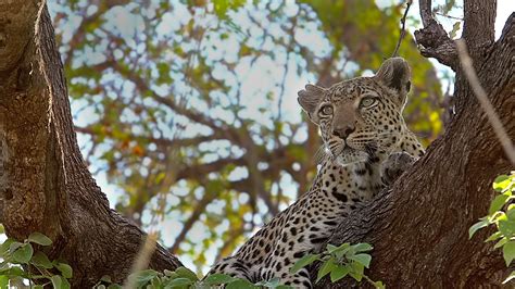 Leopard Moremi Reserve Bing Wallpaper Download