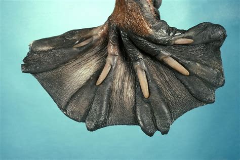 13 Extremely Weird Animal Feet Live Science