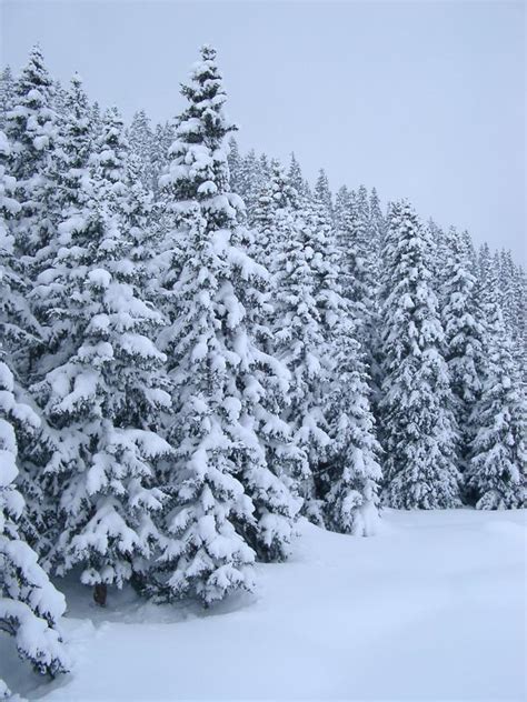 Download in under 30 seconds. Free Stock photo of Pine Trees Covered with Snow ...