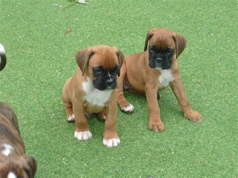 Five males and three females. Boxer Puppies For Sale | Orlando, FL #256361 | Petzlover
