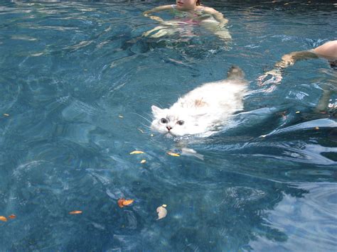 Ragdoll Cats Swimming Cat Swimming Videos Cats In Water Pool Swimming Cats Cats Pretty