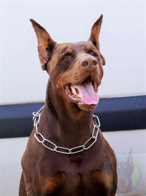 The Many Colors And Types Of Doberman Pinschers How Pet Care