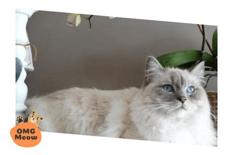 Ragdoll Cat Breed Information Tips Care And Characteristics