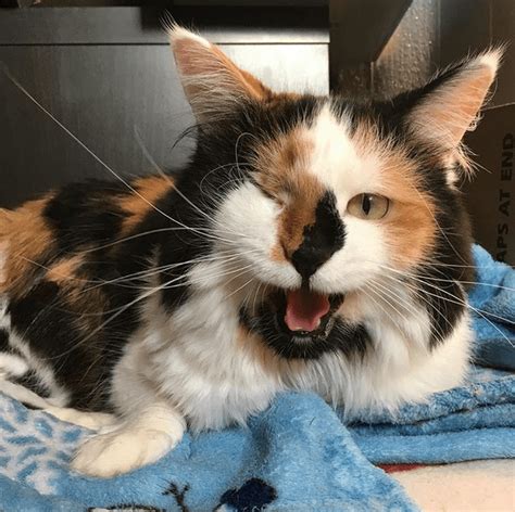 Meet The Stunning One Eyed Cat Who Found The Perfect Home With Her