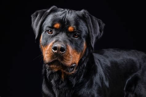 Download Dog Animal Rottweiler Hd Wallpaper