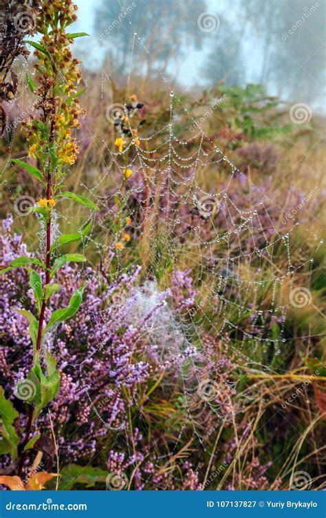 Misty Morning Dew On Mountain Meadow Stock Image Image Of Foggy