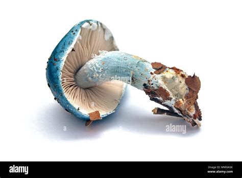 Stropharia Caerulea Mushroom Isolated On White Background Blue
