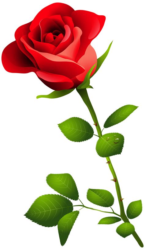 Red Rose With Stem Png Clipart Image Transparent Free Download Free Pictures Pinterest