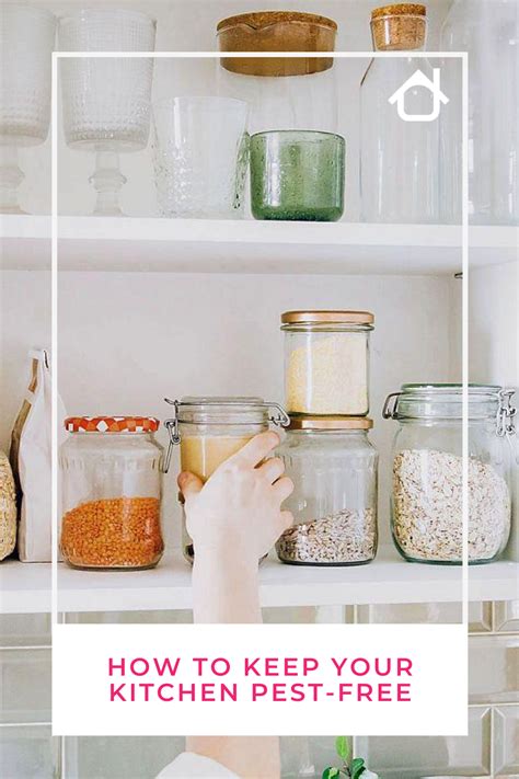 I'll share my tips and tricks in my favorite products so you can get your kitchen cabinets clean again. How to Keep Your Kitchen Pest-Free: Tips and Ideas in 2020 | Clean kitchen cabinets, Kitchen ...