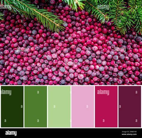 Color Matching Palette From Frozen Cranberries Background Stock Photo