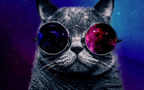 High Cat With Sunglasses Cat Sunglasses Hipster Cat Cats