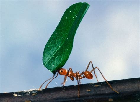 Free Picture Worker Ant Carrying Leaf