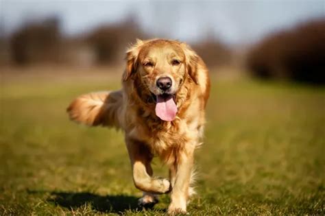 Elleboogdysplasie Bij Honden Oorzaken Symptomen En Behandeling Hot